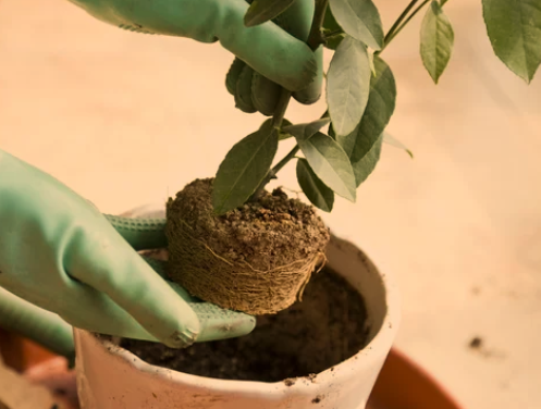 potting lemon tree