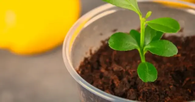 Dirtgreen.com - Everything Around The YardLemon Tree Potting: Step-by-Step Instructions for Healthy Growth