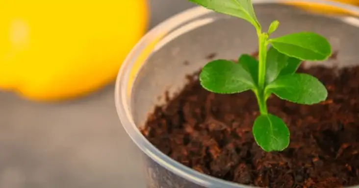 Lemon Tree Potting: Step-by-Step Instructions for Healthy Growth