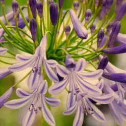 When to Plant Agapanthus