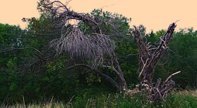 Willow Tree Dying