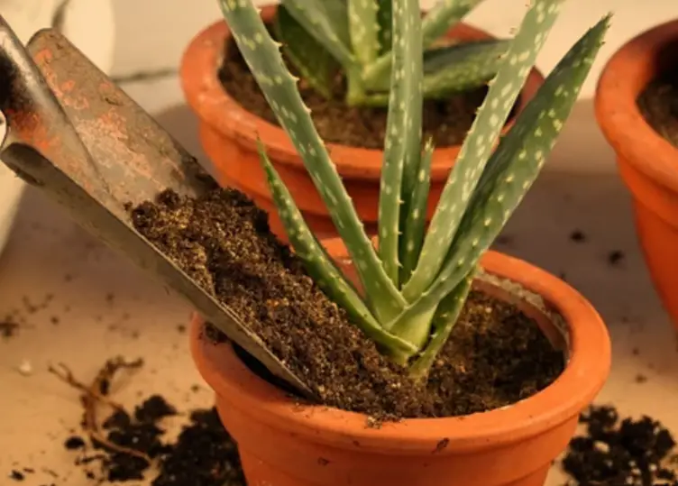 Growing Aloe Vera