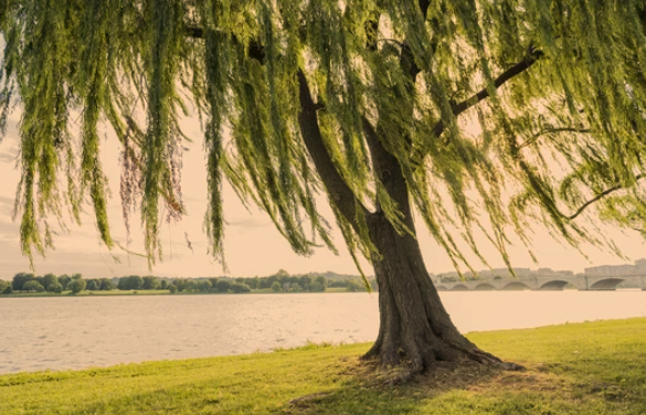 Willow Tree Dying