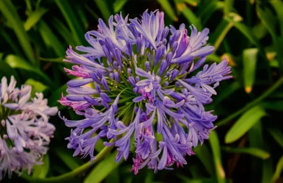When to Plant Agapanthus 