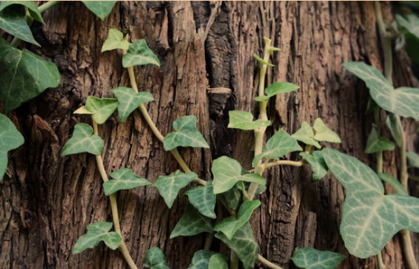 Outdoor Ivy Turning Brown