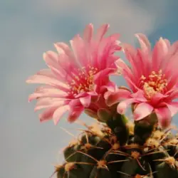 Cactus flowering plant