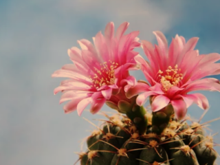 Cactus flowering plant