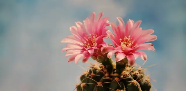 Cactus flowering plant