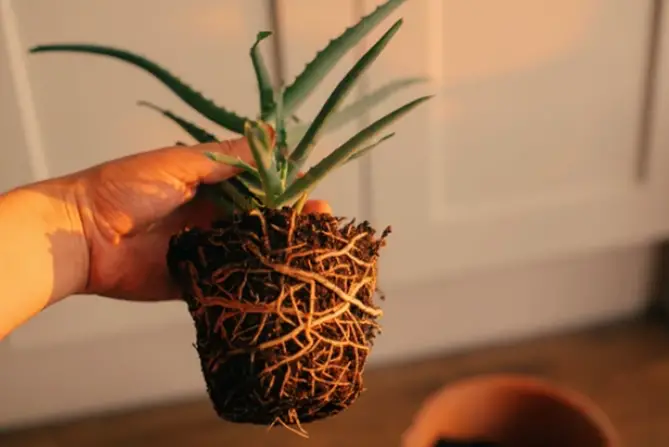 Growing Aloe Vera