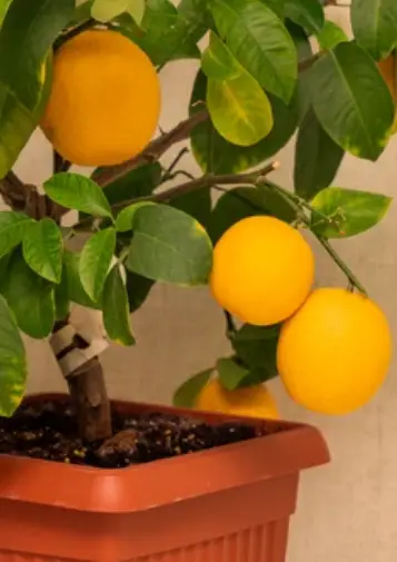 potting lemon tree