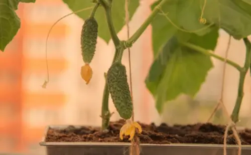 Growing Cucumbers in Pots