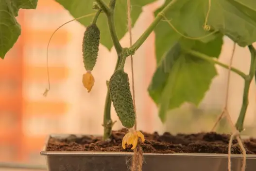 Growing Cucumbers in Pots: Small-Space Gardening