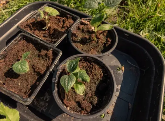 Growing Cucumbers in Pots
