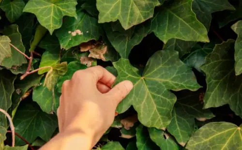 Outdoor Ivy Turning Brown