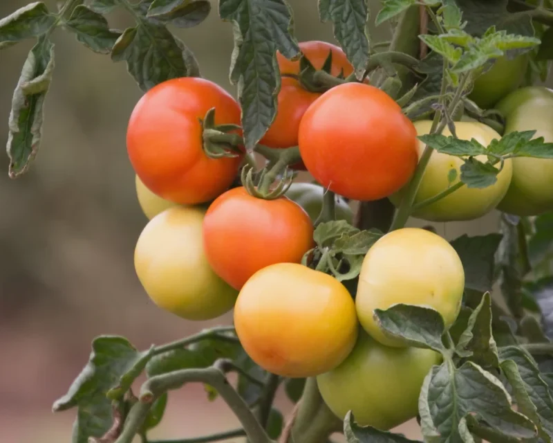 Dirtgreen.com - Everything Around The YardHow Often Do You Water Tomato Plants?