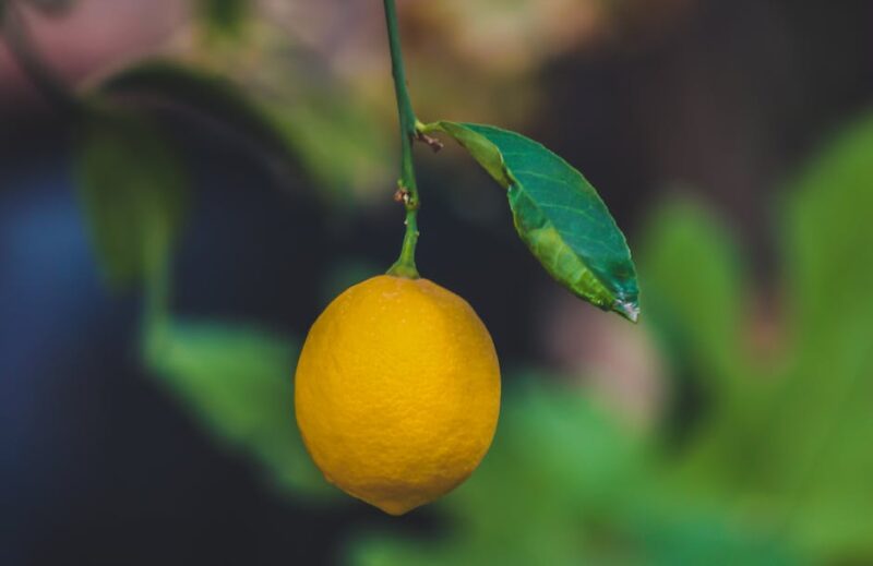 potting lemon tree