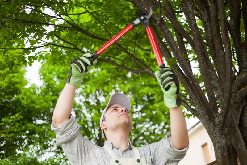 Companies for Tree Care Service