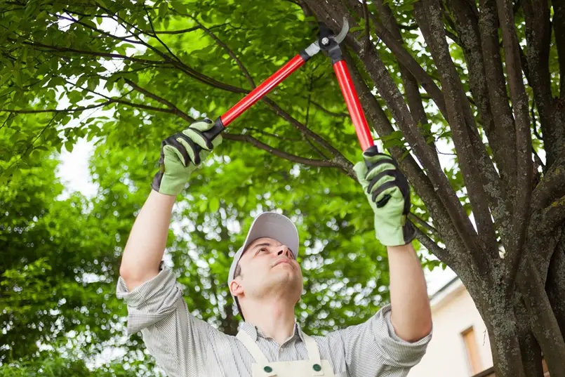 Companies for Tree Care Service