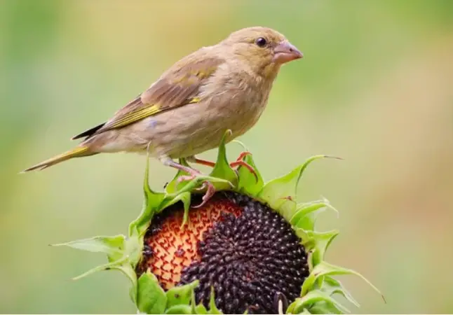 Animals Eat Sunflower Seeds