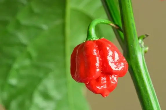 What Does a Carolina Reaper Pepper Look Like