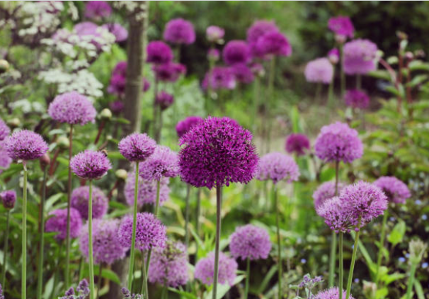 Allium