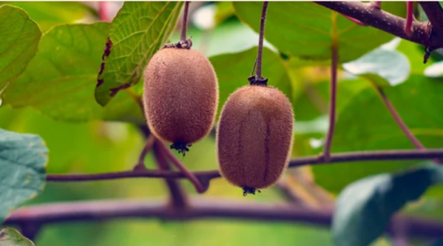 Can You Grow Kiwis In The Uk