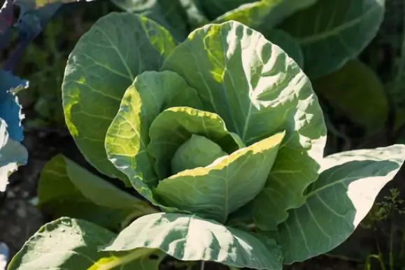 Step-by-Step Cabbage Growing