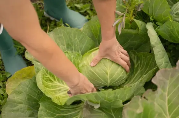 Step-by-Step Cabbage Growing