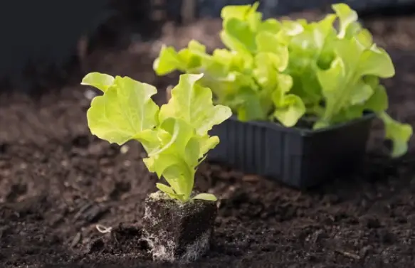 When to Plant Lettuce in Arkansas