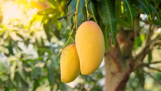What Zone Does Mango Grow In