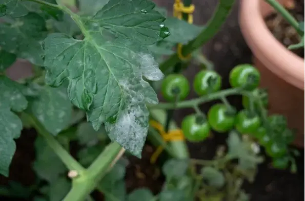 White Mold on Tomato Plants