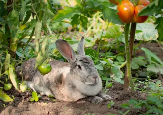 What Animals Eat Garden Tomatoes