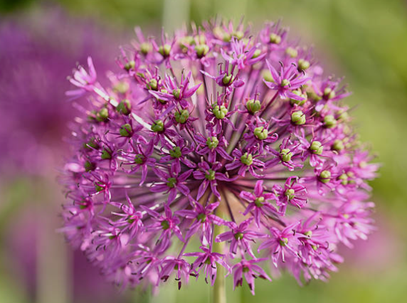 Allium