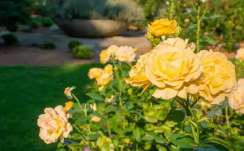 Growing Yellow Roses