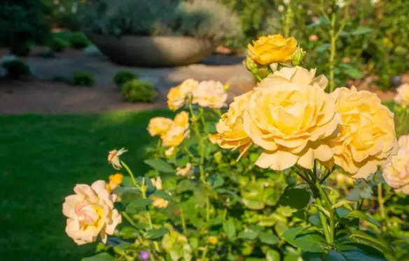 Growing Yellow Roses