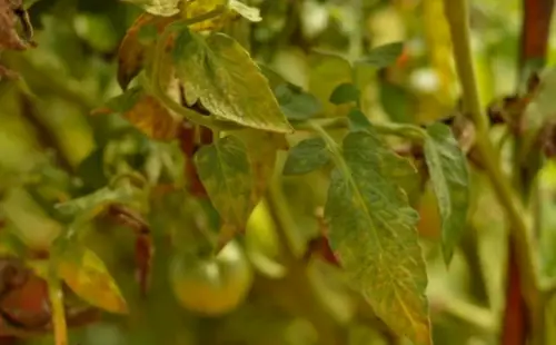 Dirtgreen.com - Everything Around The YardBattling the Silent Invader: White Mold on Tomato Plants