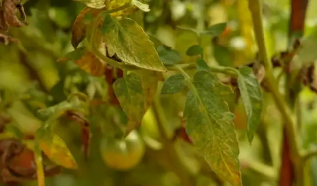 Dirtgreen.com - Everything Around The YardBattling the Silent Invader: White Mold on Tomato Plants