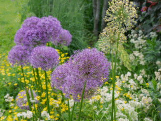 Perfect Timing: When to Plant Allium