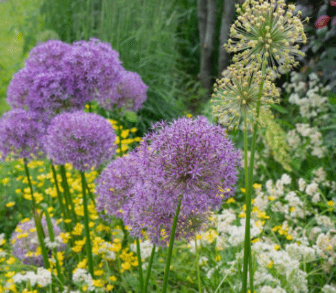 Perfect Timing: When to Plant Allium