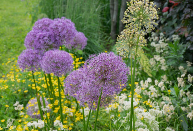 Perfect Timing: When to Plant Allium