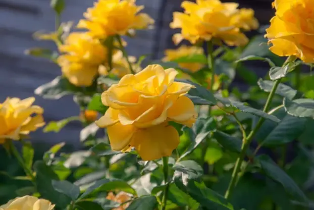 Growing Yellow Roses 