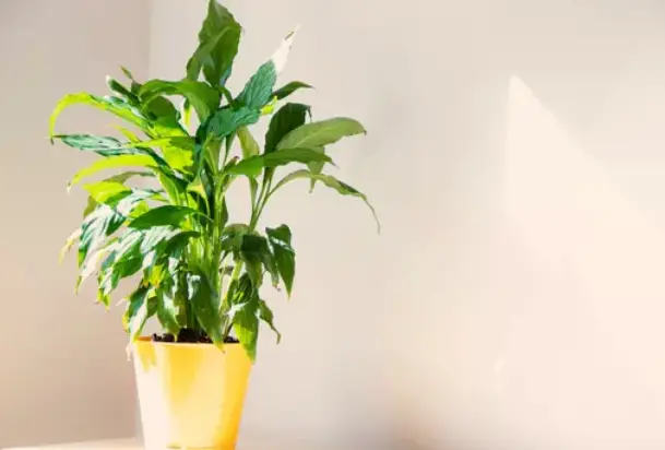 Yellowing Peace Lily Leaves