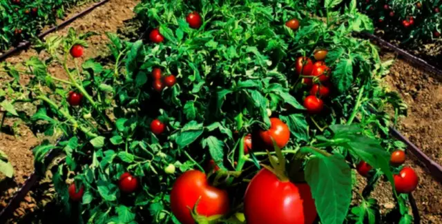 Winter Sow Tomatoes