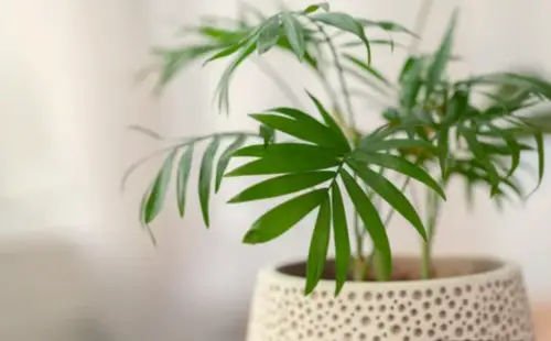 Best Indoor Plants for Air Purification