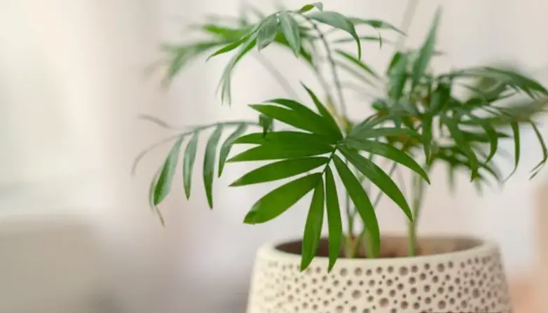 10 Best Indoor Plants for Air Purification