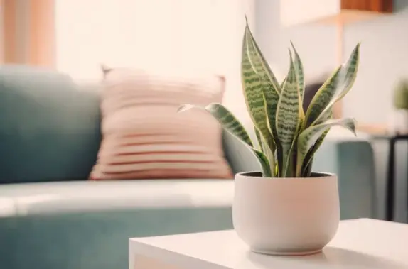 Best Indoor Plants for Air Purification