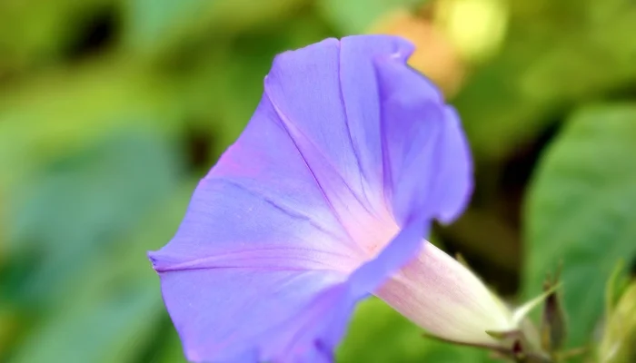 The Reasons Behind Morning Glory Leaves Turning Yellow
