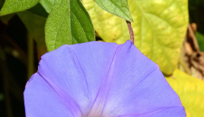 Morning Glory Leaves Turning Yellow