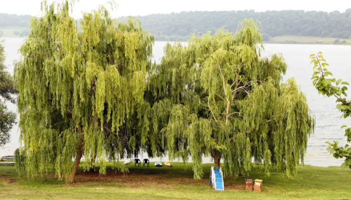What Does a Weeping Willow Tree Look Like