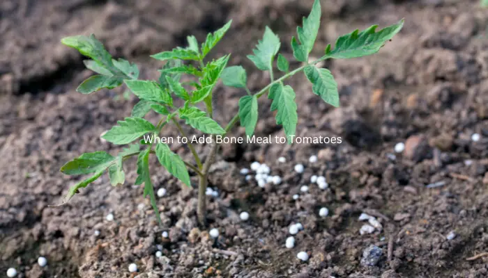 When to Add Bone Meal to Tomatoes 